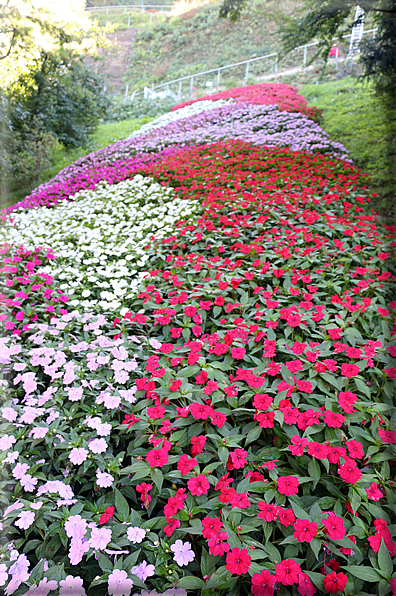 foto Giardini Trauttmansdorff - Boschi del Mondo
